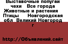 Выставочные попугаи чехи - Все города Животные и растения » Птицы   . Новгородская обл.,Великий Новгород г.